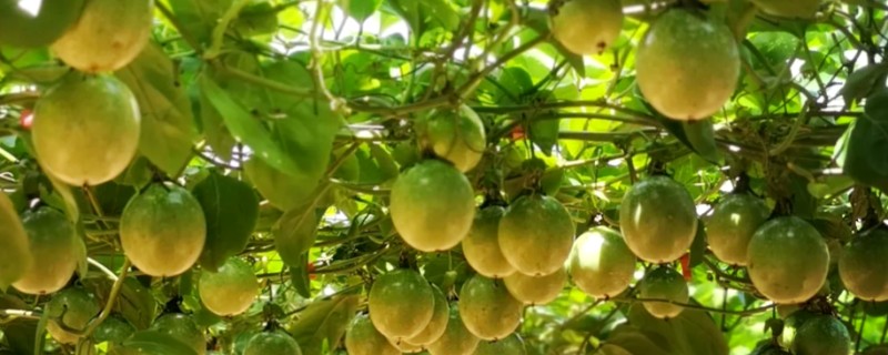 种植百香果要注意什么，确保当地温度适宜