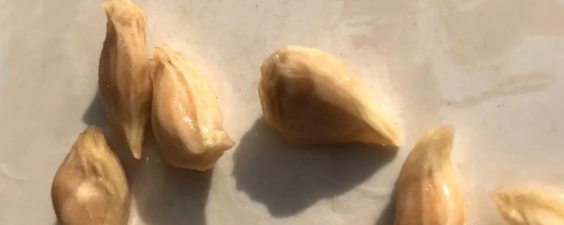葡萄柚籽怎么种植，最好在春季进行