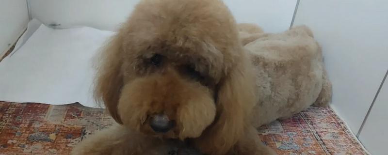 狗狗关节肿大的原因，可能是外伤所致