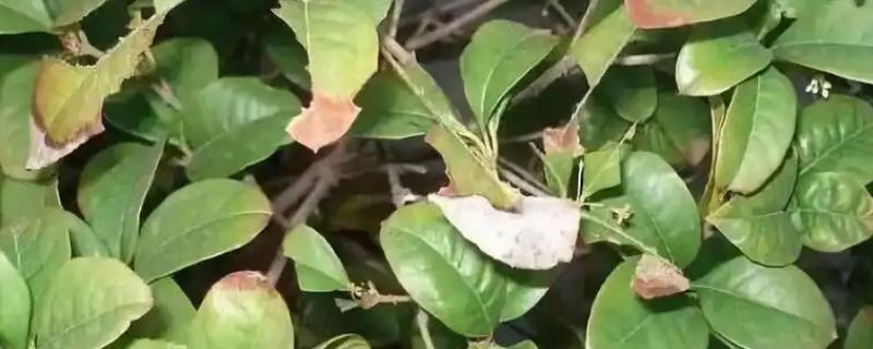 桂花褐斑病的症状，初期病斑呈浅灰色