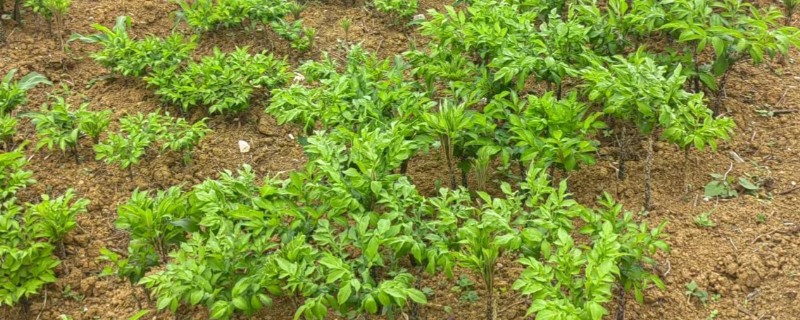 种植魔芋的亩成本，种植一代种子每亩地的成本为3300元左右