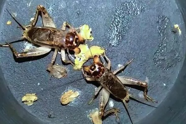 蟋蟀吃哪些食物，吃蔬菜嫩叶、植株根茎等