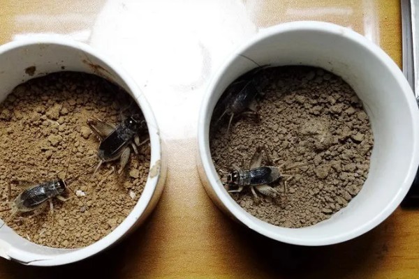 蟋蟀吃哪些食物，吃蔬菜嫩叶、植株根茎等