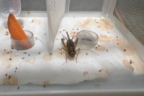 蟋蟀吃哪些食物，吃蔬菜嫩叶、植株根茎等