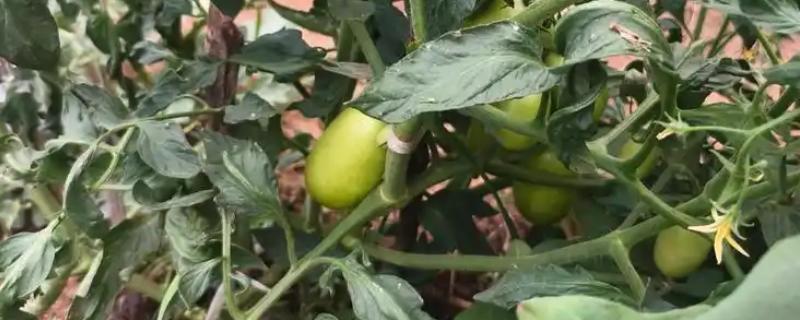 越冬耐寒番茄种子畸形的原因，可能是番茄幼苗苗龄过长所致