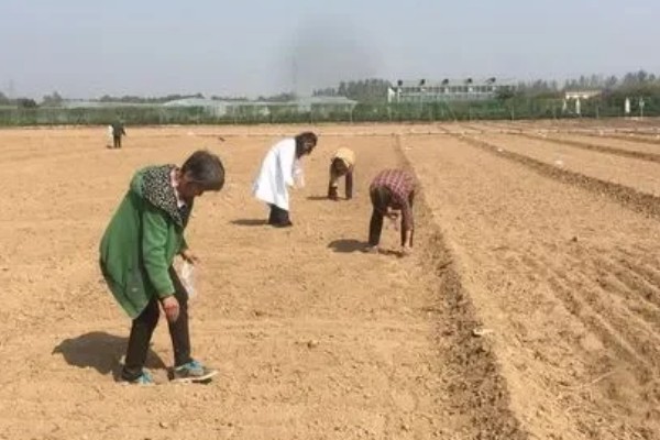北方何时种植菜苔，适合在7月份栽种
