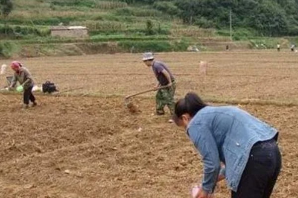 北方何时种植菜苔，适合在7月份栽种