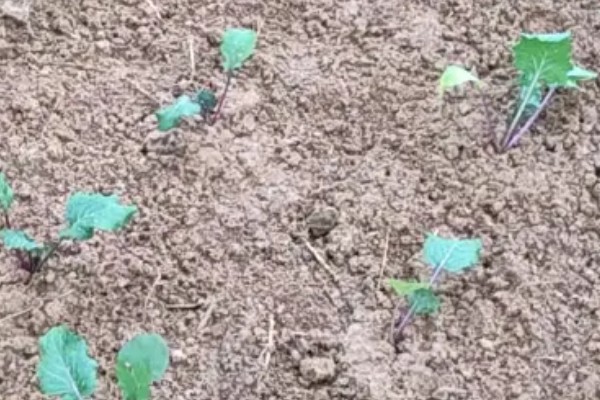 北方何时种植菜苔，适合在7月份栽种