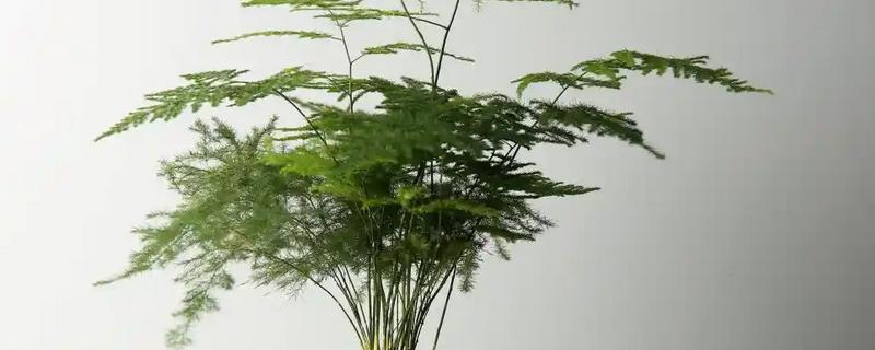 在家怎么养文竹，将它放在一个比较通风的位置