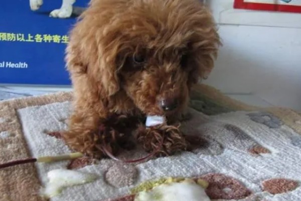 犬瘟热的发生原因，可能是食物不干净、免疫失败等因素所致