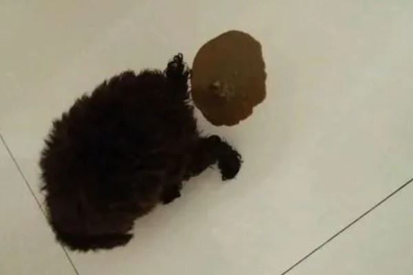 犬瘟热的发生原因，可能是食物不干净、免疫失败等因素所致