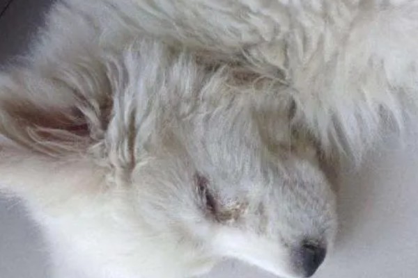 犬瘟热的发生原因，可能是食物不干净、免疫失败等因素所致