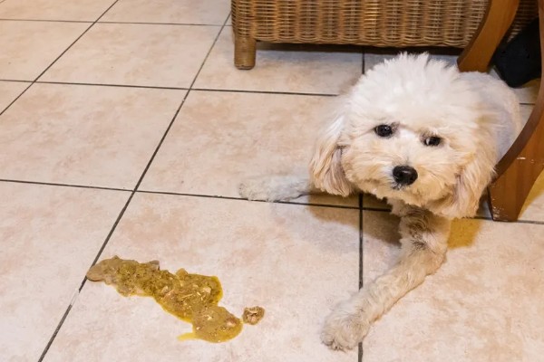 犬瘟热的发生原因，可能是食物不干净、免疫失败等因素所致