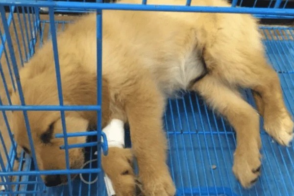 犬瘟热的发生原因，可能是食物不干净、免疫失败等因素所致