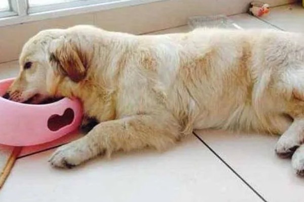 犬瘟热的发生原因，可能是食物不干净、免疫失败等因素所致