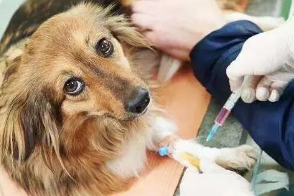 犬瘟热的发生原因，可能是食物不干净、免疫失败等因素所致