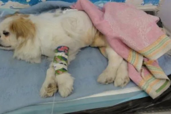 犬瘟热的发生原因，可能是食物不干净、免疫失败等因素所致