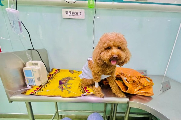 犬瘟热的发生原因，可能是食物不干净、免疫失败等因素所致
