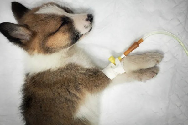 犬瘟热的发生原因，可能是食物不干净、免疫失败等因素所致