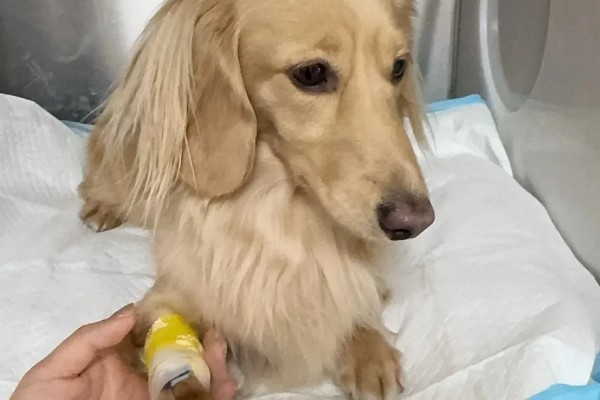 犬瘟热的发生原因，可能是食物不干净、免疫失败等因素所致