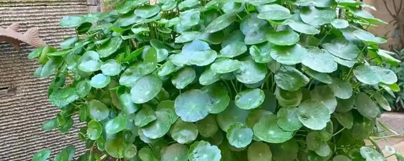 铜钱草的养殖方法，繁殖方式通常以分株和播种为主