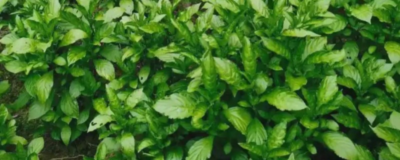 板蓝根植物的外形特点，直径通常在5-8毫米之间