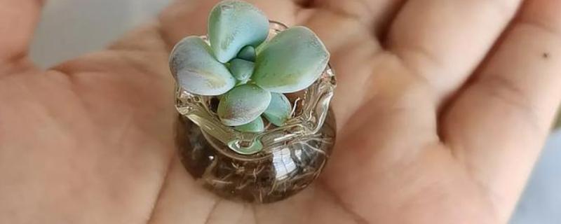 多肉能不能水培，需定期更换清水