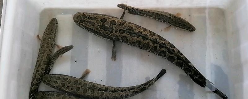 黑鱼是不是淡水鱼，主要生活在江河、湖泊等淡水水域中