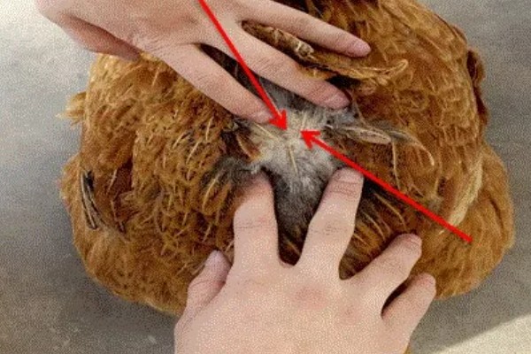 怎么判断母鸡生不生蛋,可以用手触摸或看姿势