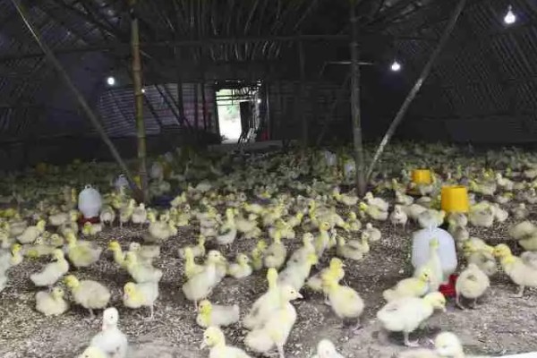 小鸭子奄奄一息如何挽救,遭受低温冻害时要为它保暖