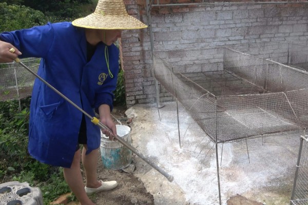 小鸭子奄奄一息如何挽救,遭受低温冻害时要为它保暖