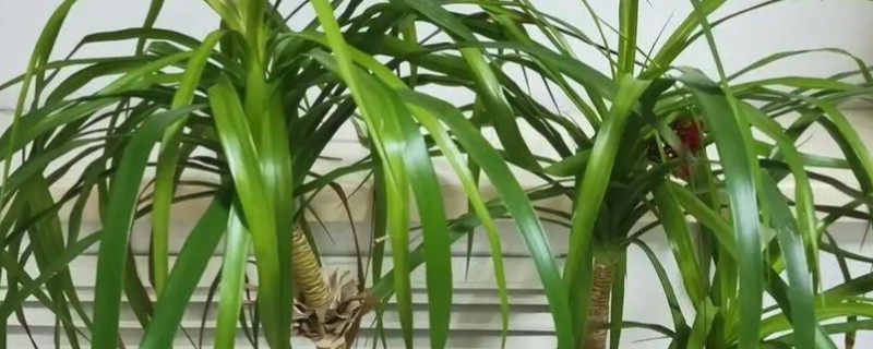 龙须树叶子冻得耷拉着如何挽救，发黑萎蔫叶片全部剪掉