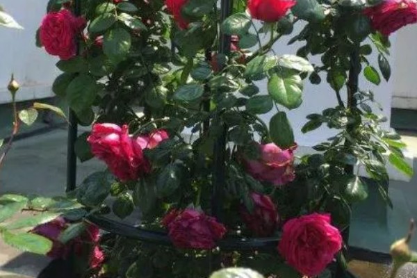 月季花怎么养殖,高度达到15cm后及时进行打顶摘心