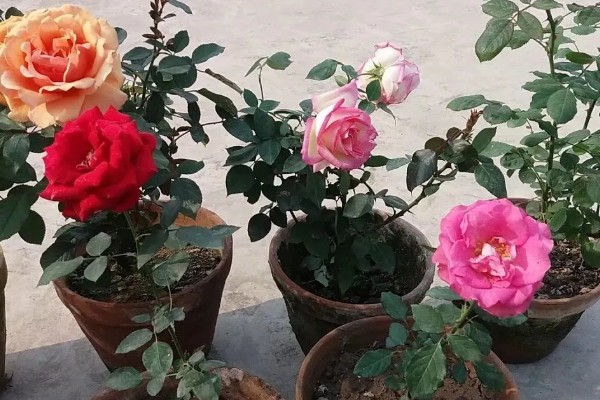 月季花怎么养殖,高度达到15cm后及时进行打顶摘心