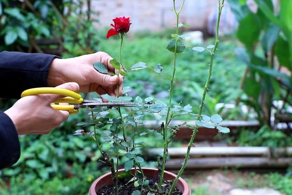 月季花怎么养殖,高度达到15cm后及时进行打顶摘心