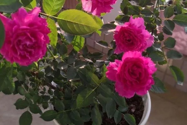 月季花怎么养殖,高度达到15cm后及时进行打顶摘心