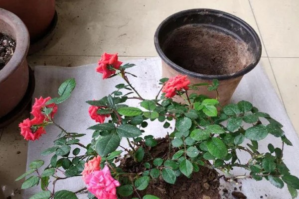 月季花怎么养殖,高度达到15cm后及时进行打顶摘心