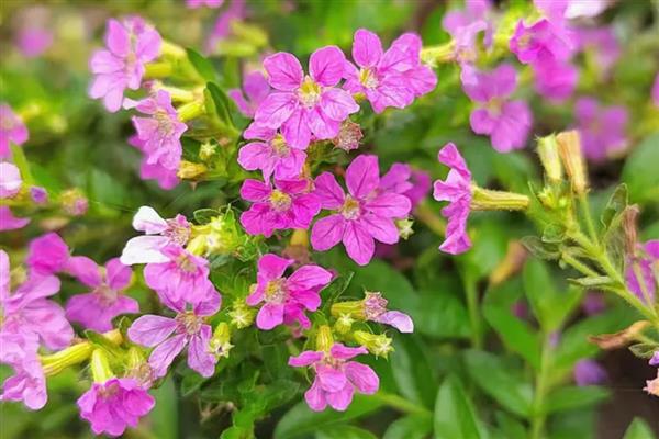萼距花是不是满天星,科属、形态、花序等方面都不同