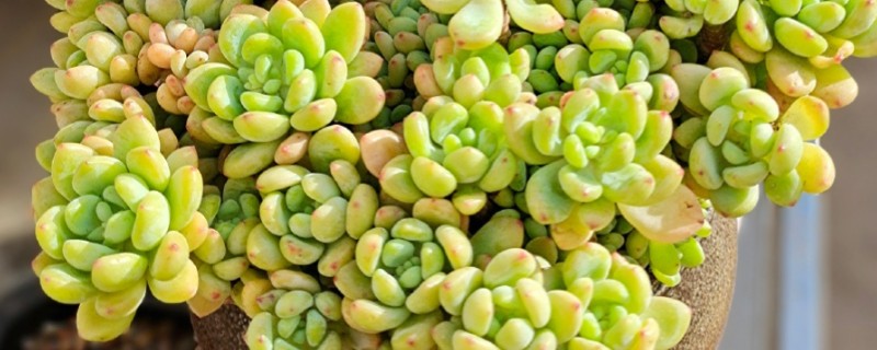 凝脂莲的养殖方法，生长期间每隔10天浇水一次