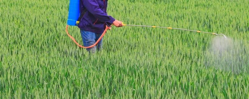 小麦什么时候打除草剂，适合在11月份、2-3月份用药