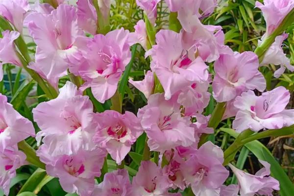 让唐菖蒲一直开花的方法,可同时栽培早熟、中熟和晚熟品种