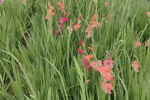 让唐菖蒲一直开花的方法,可同时栽培早熟、中熟和晚熟品种