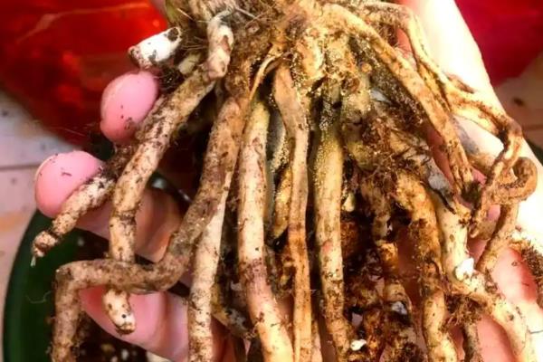 兰花为何叶尖枯黄,光照过强会灼伤叶片