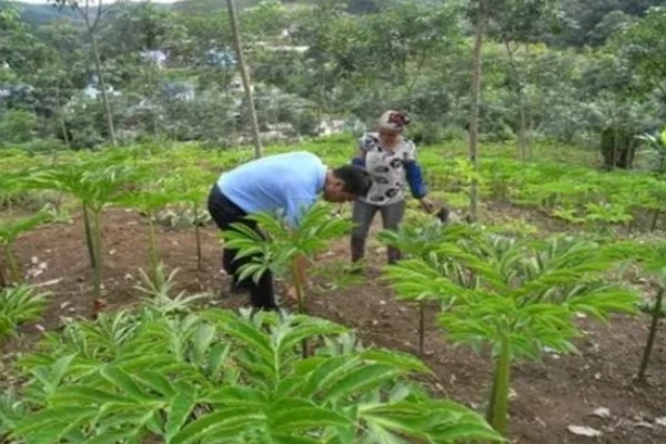 种植魔芋的亩成本,种植一代种子每亩地的成本为3300元左右