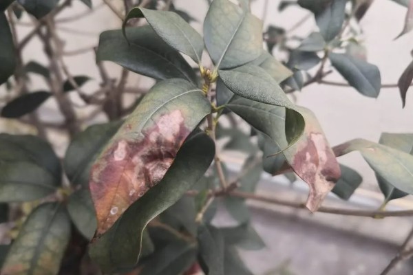 桂花褐斑病的症状，初期病斑呈浅灰色