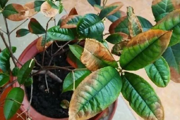 桂花褐斑病的症状，初期病斑呈浅灰色