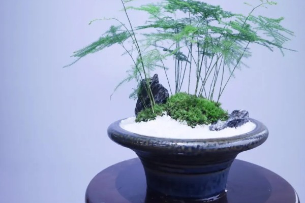 在家怎么养文竹,将它放在一个比较通风的位置