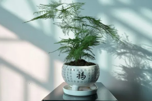 在家怎么养文竹,将它放在一个比较通风的位置