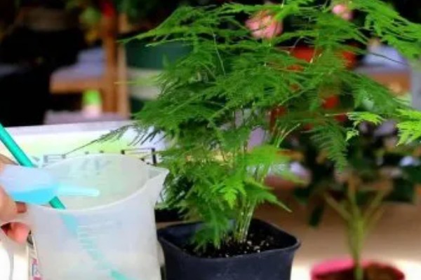 在家怎么养文竹,将它放在一个比较通风的位置