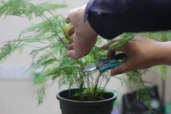 在家怎么养文竹,将它放在一个比较通风的位置